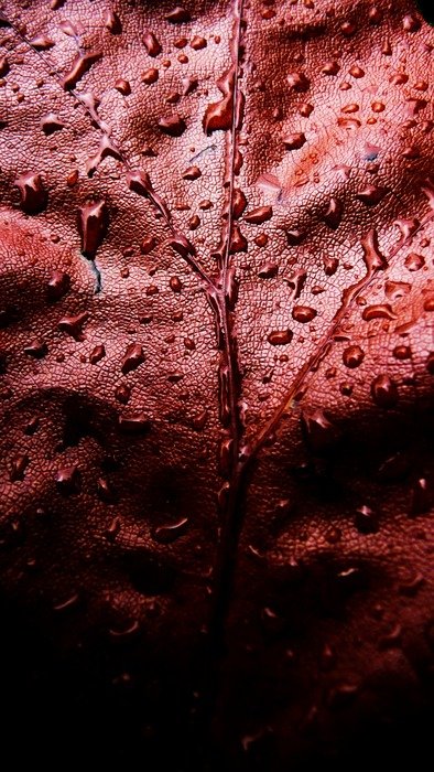 red leaf water drops droplets