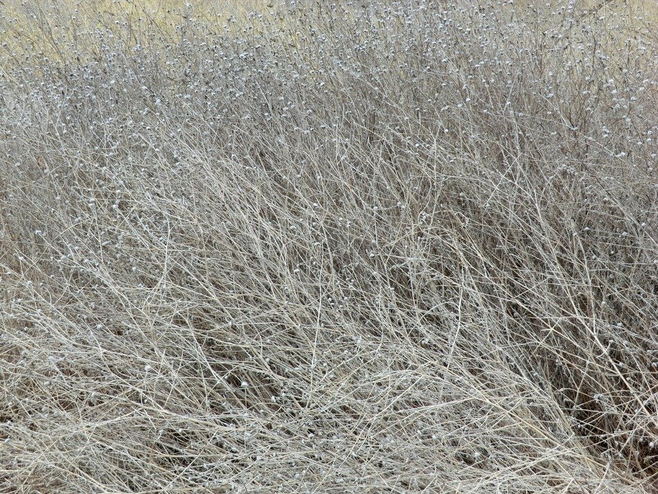 grass dry gray background field