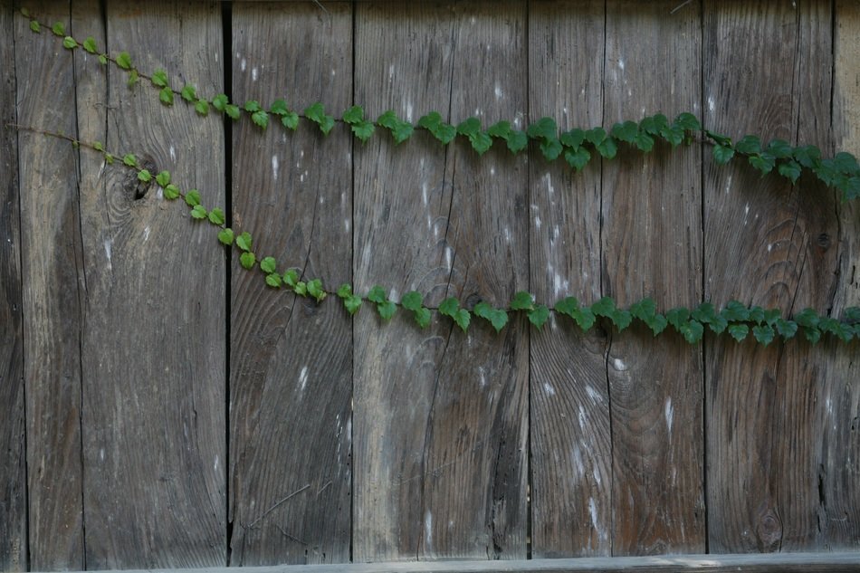 neonggul plants damme tabitha wall