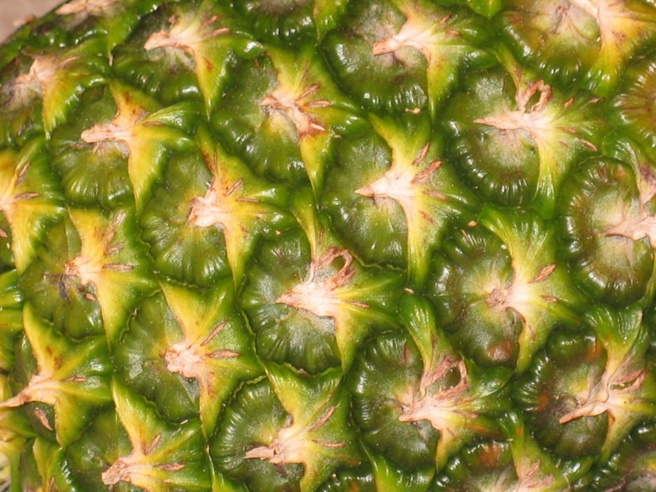 pineapple fruit exotic still life