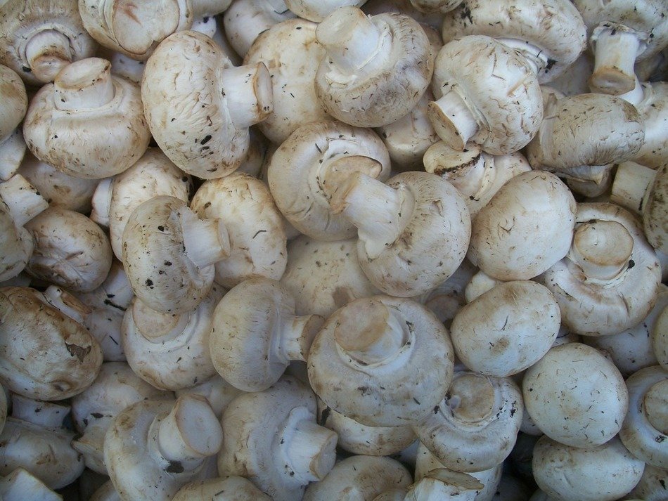 mushroom mushrooms food fungus