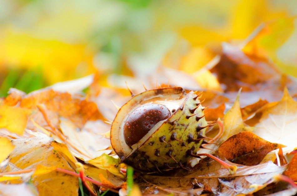 chestnut leaf leaves background