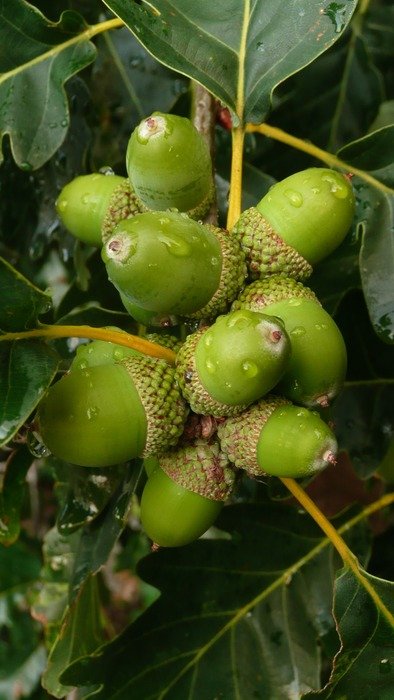 green acorns background season