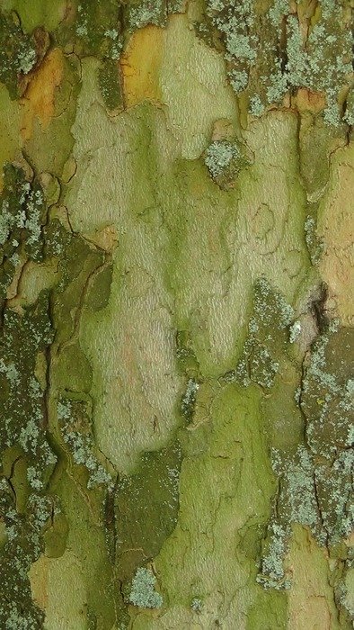log camouflage paint tribe tree