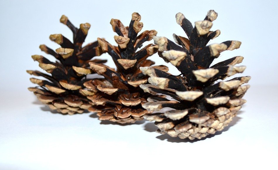cones background nature pine tree