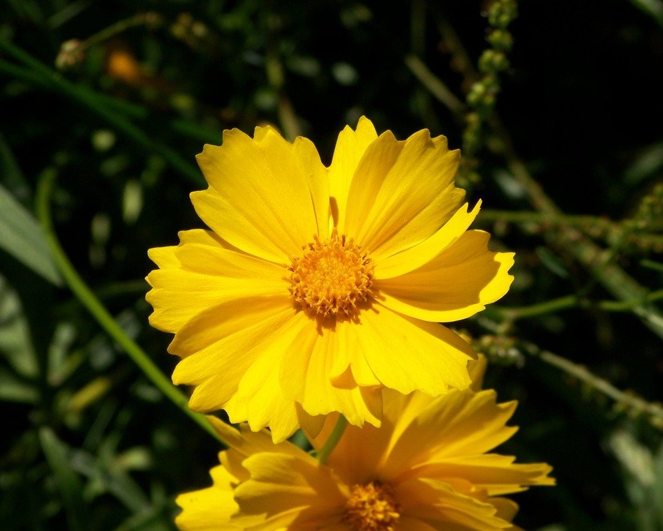 yellow cosmos flowers