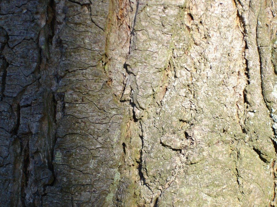 bark trees wooden woods woody