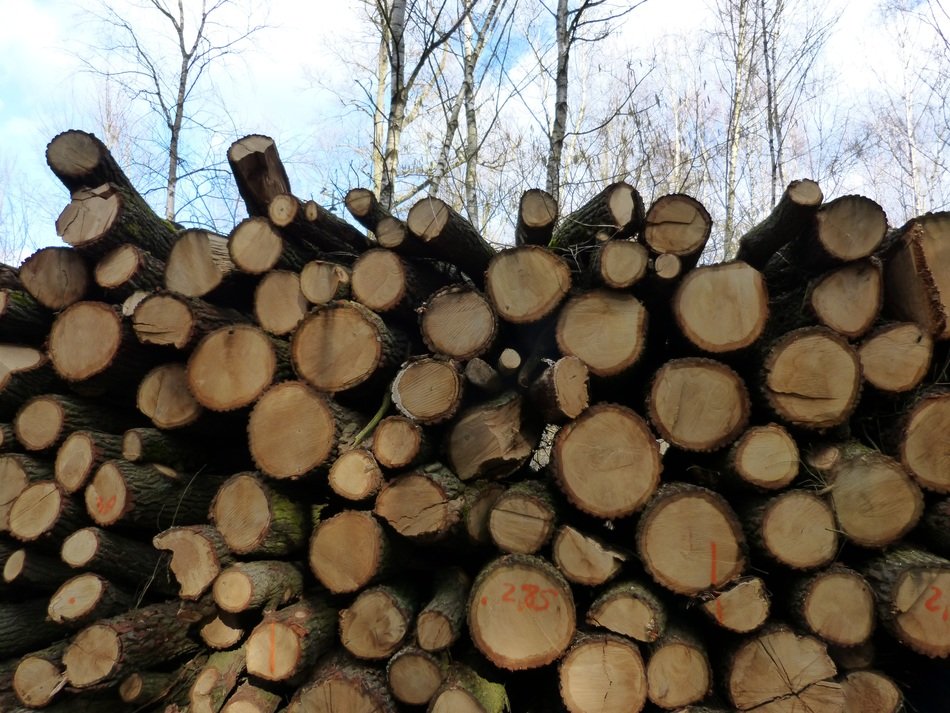 strains like nature wood forest