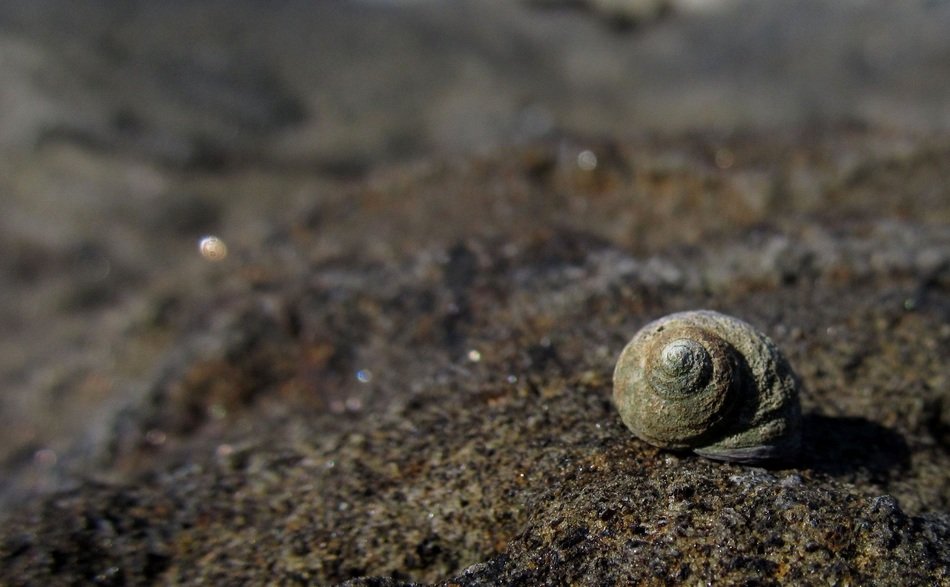 shell background for quotes