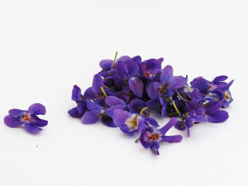 violets flowers violet background