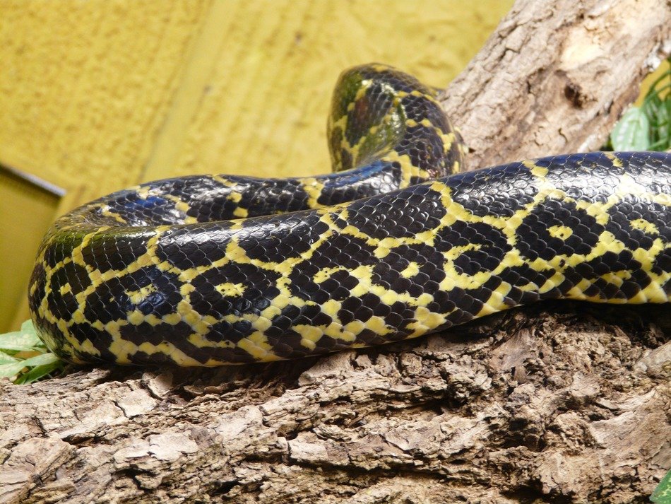 dark tigerpython snake