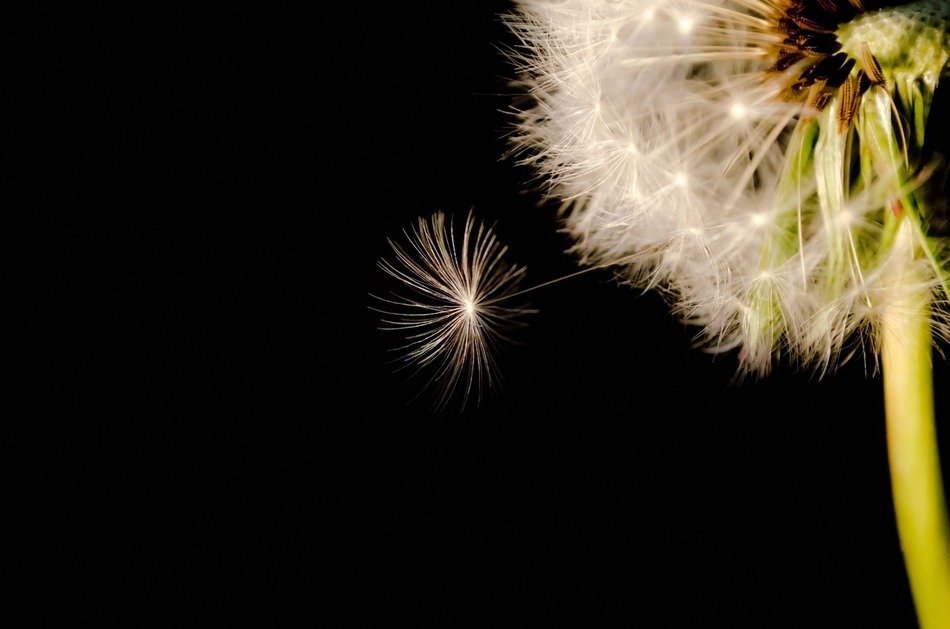 black seed dandelion close up