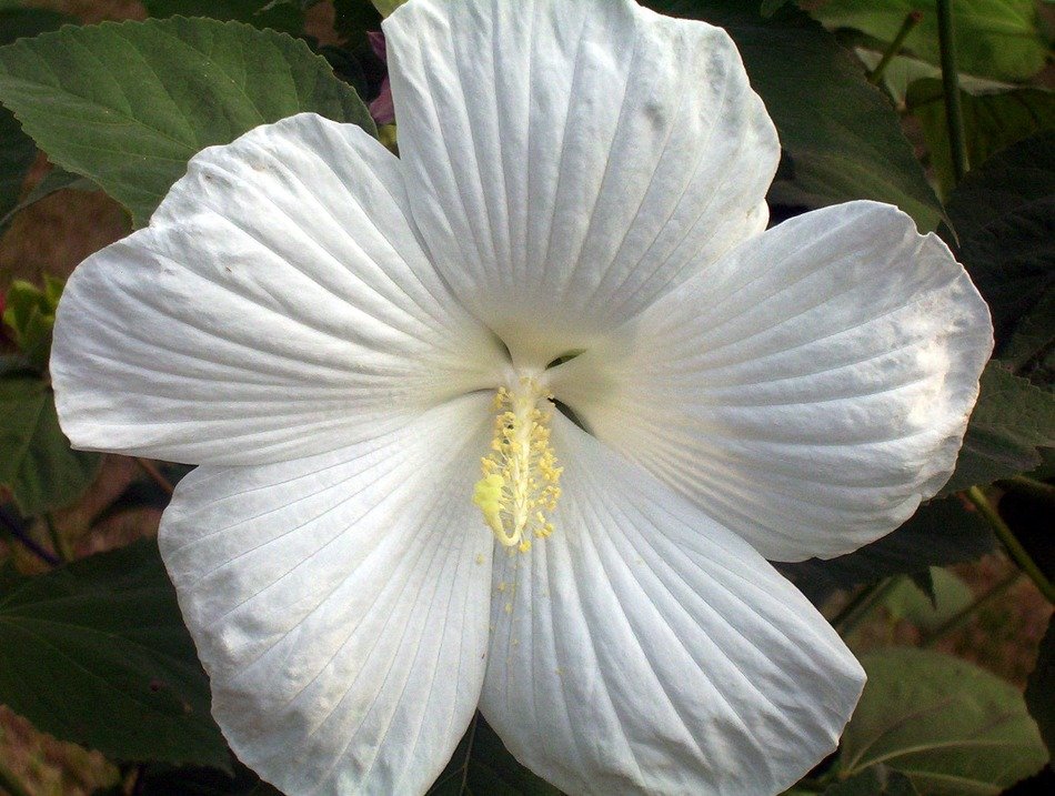 white hibiscus flower petals