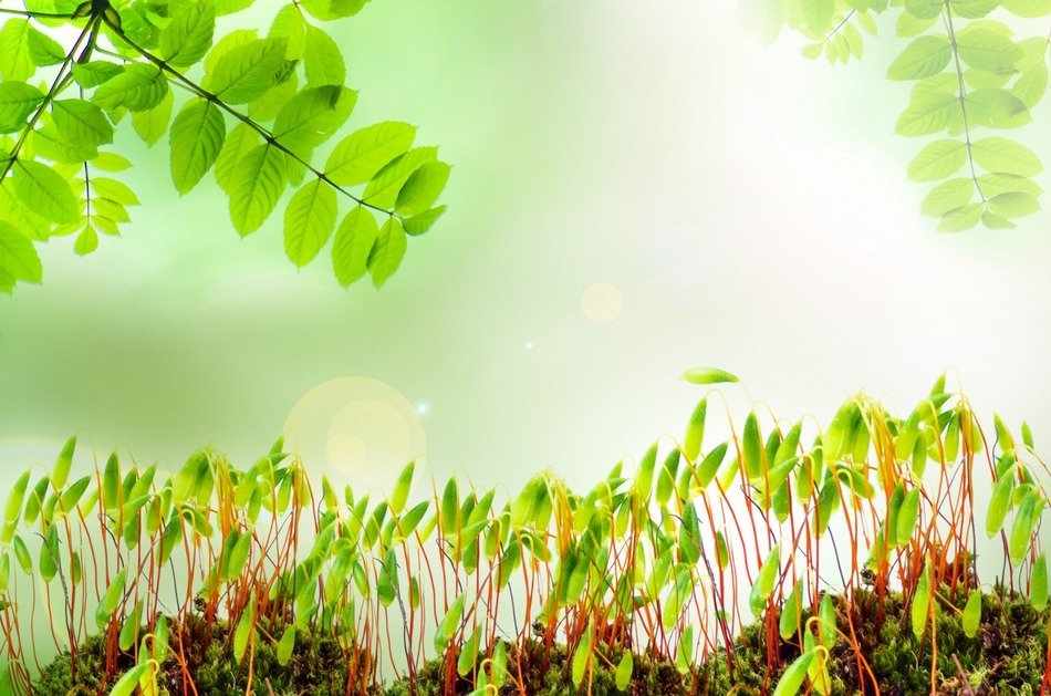 spring background moss field