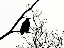 eagle stands on a tree branch