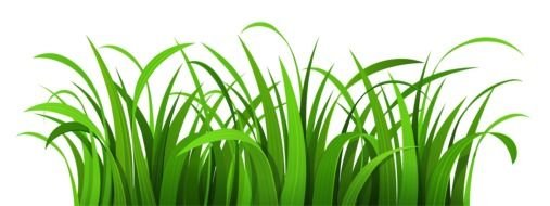 green Grass Clipart