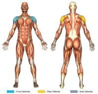 Pull Ups Muscles Worked