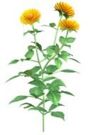 painted yellow wild flower