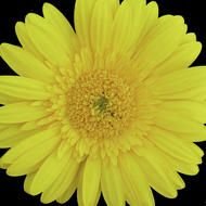 Yellow Gerber Daisy drawing