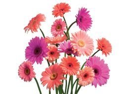 Gerbera Daisy Flowers drawing
