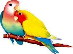a pair of colored parrots on a branch