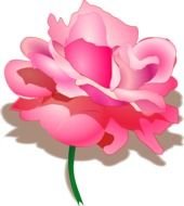 Pink Rose Clip Art drawing