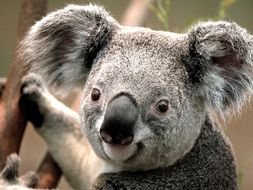 Koala Bear photo