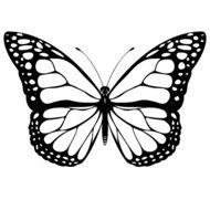 Drawing of the black and white Butterfly