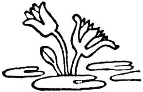 lotuses as a graphic illustration