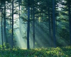 Forest fog mist