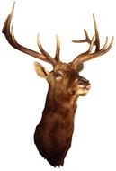head of a big deer as a picture for clipart