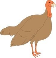 Turkey Clip Art N21