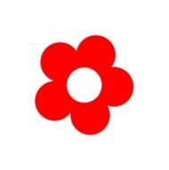 red daisy on a white background