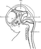 Human Brain Outline Printable