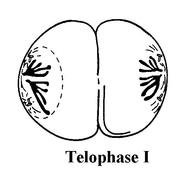 Meiosis Telophase 1