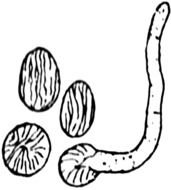 Bread Mold Spores drawing