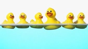 rubber ducks in blue water
