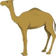 Cartoon Camel as a picture for clipart
