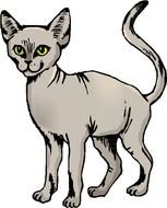 Sphynx Cat