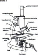 Compound Light Microscope Parts And Functions