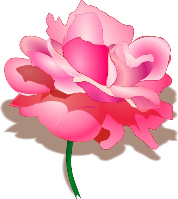 Pink Rose Clip Art drawing