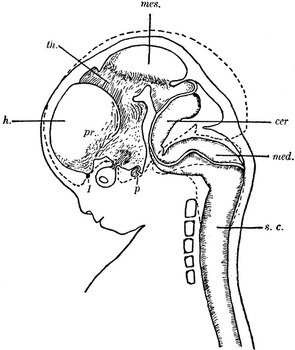 Human Brain Outline Printable