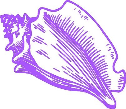 Conch Shell Clip Art N3