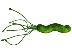green helicobacter as a picture for clipart