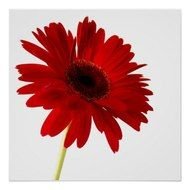 Gerbera Daisy Clip Art N2