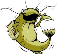 Channel Catfish drawing
