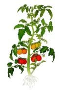 Tomato Plant with fruits at black background