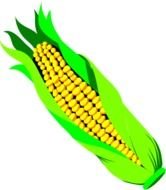 Corn Clip Art N21