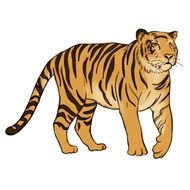 Tiger Color Drawing