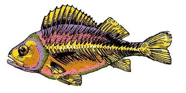 rainbow fish